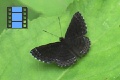 Scene 03_Brown Rionidae with Striped Smooth Edge on Leaf 1